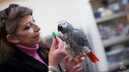 Попугай доказал, что выражение «птичьи мозги» может быть не оскорблением, а комплиментом