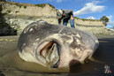На берег в США выбросило самую тяжелую рыбу в мире