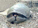На Галапагосах обнаружили живую черепаху вымершего 100 лет назад вида