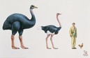 На Мадагаскаре обнаружили останки самой крупной птицы в истории Земли