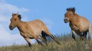 Ученые сомневаются в «дикости» лошади Пржевальского