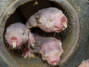 Будем жить: ученые продлили жизнь мышам при помощи гена «бессмертного» голого землекопа