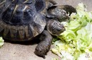 Двухголовая черепаха из Женевы праздновала свой юбилей