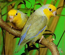 Уникальное открытие: попугаи дают имена своим птенцам