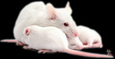 Ученые научились замедлять старение – пока только у мышей…