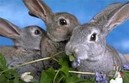 Кролики и зайцы способствовали процветанию цивилизации