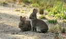 В Австралии против кроликов применят биологическое оружие