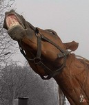 У лошадей и людей самая выразительная в мире мимика