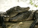 Крокодил желает познакомиться…