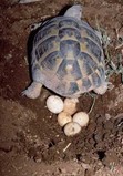 Яйца редких черепах разворовывают местные жители