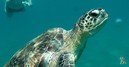 Суповые черепахи могут окончательно исчезнуть с лица Земли