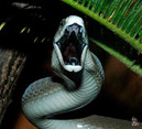 Черная мамба – самая быстрая смертоносная змея Африки