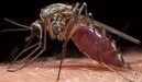 Ученые назвали музыку, которая отпугивает комаров