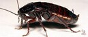 Ученые: одолеть таракана сложно, но можно