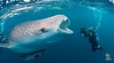 Учёные: Глобальное потепление угрожает жизни горбатых китов