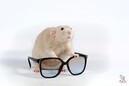 Ученые вернули зрение слепым мышам и готовятся лечить людей