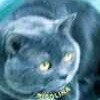 My Avatar