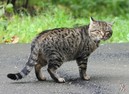 Гены дворовых котов наилучшие среди кошачьих