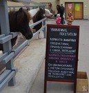В зоопарке Сахалина пони и осел чуть не умерли от… переедания