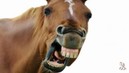 Вскачь по бару: во Франции посетителей заведения разогнала буйная лошадь