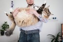 Самый большой в мире кот живет в Финляндии?