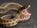 Змея укусила дразнившего ее мальчишку за язык