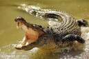 Голодный крокодил подрался с рыбаками за улов