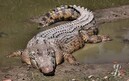 В Малайзии поймали крокодила-людоеда, съевшего мигранта