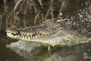 В Индонезии поймали крокодила с мертвым водолазом в зубах