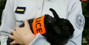 Французский юмор: 1 апреля полиция объявила о наборе в свои ряды кроликов