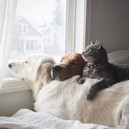 Уотсон, Кико и Гарри: трогательная дружба двух собак и кота