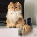 Смузи - самая фотогеничная кошка всемирной паутины