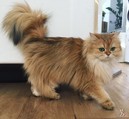 В Люксембурге живет кошка с самым красивым хвостом в мире