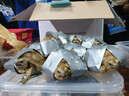 В брошенном в аэропорту багаже нашли более 1500 живых черепах