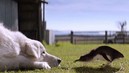 В Австралии умер знаменитый пес Оддболл – защитник карликовых пингвинов