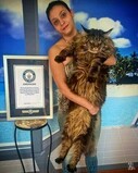 Назван самый длинный кот в мире