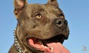 В США собака спасла хозяев от утечки газа, устроив переполох на весь квартал
