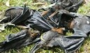 Двор австралийки оказался заваленным тысячами трупов летучих мышей