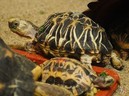 Из датского зоопарка похищены три редкие черепахи
