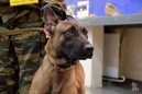 Первые служебные собаки-клоны приступили к службе  в полиции Якутии