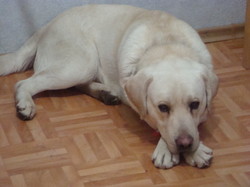 Флай