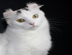 VinniMur Fiona