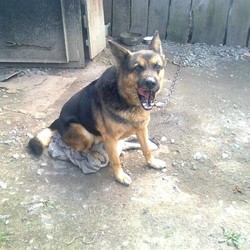 дик