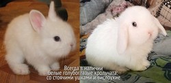 Белые голубоглазые крольчата со стоячими ушками и вислоухие