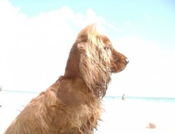 Pinta