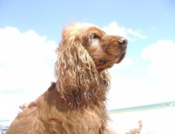 Pinta