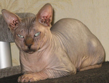 Кокс