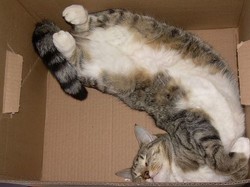 Кот