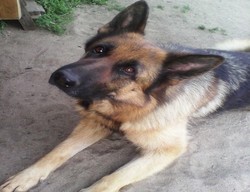 Алиса