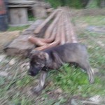 щенки среднеазиатской овчарки